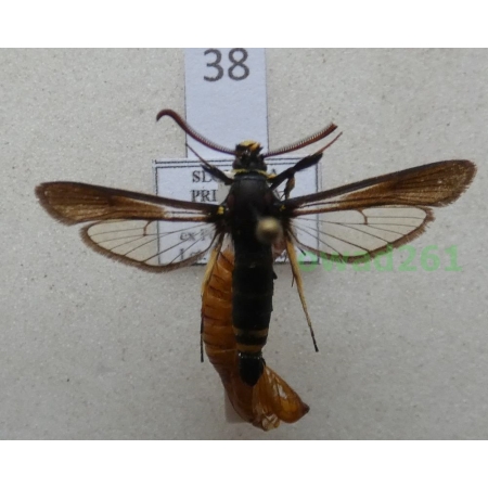Paranthrene tabaniformis (Rottemburg, 1775) Slovakia38